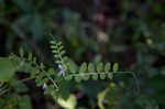 Louisiana vetch